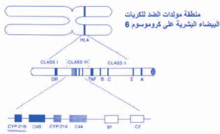 91 90 اأمرا ض الغ دد ال س م وال سكري لدى الأطفال الإناث الالتي ل يعانني من اأي مر ص يكون لديهن ف سل املباي ص املبكر.