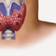 يبداأ اإفراز كل من الهرمون املحرر للهرمون املحف ز للدرقي ة )TRH( من منطقة ماحتت املهاد لدى اجلنني والهرمون املحف ز للدرقي ة )TSH( من الغ د ة النخامي ة يف الأ سبوع 18-2 من احلمل.