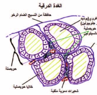 هرمون الثريوك سني الذي ي سن ع من الغ د ة الدرقي ة ويتم حتويله اإىل هرمون ثالثي يود الثريونني الن سط يف خاليا اجل سم )اأقوى من ثالث اإىل اأربع مرات من هرمون الثريوك سني( بوا سطة انزمي دي اأيدونيز.
