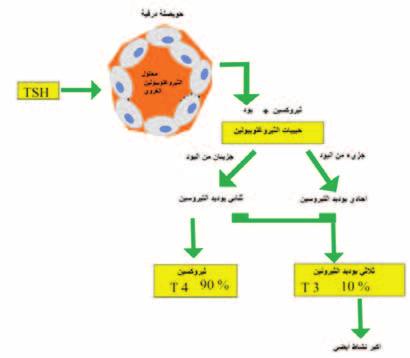 ت سمل العديد من ال سطرابات املختلفة مثل انخفا ص ال ستجابة للهرمون املحف ز للغ د ة الدرقي ة اأو ف سل تركيز اأيون اليوديد اأو اختالل تهيئة اليوديد ب سبب خلل لدى اإنزمي البريوك سيديز اأو الف سل اخلام ض: