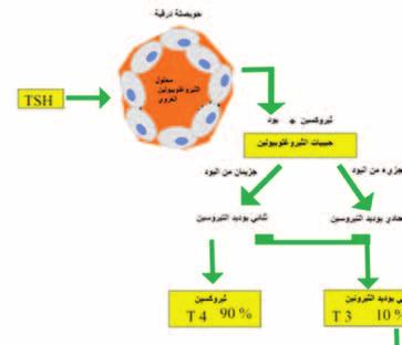 يف حالة ت سخم الغدة الدرقية مع ال سمم احل سي الع سبي Deafness( )Sensorineural وي عرف با سم متالزمة بيندريد Syndrome( )Pendred وهي متالزمة وراثية توؤدي اإىل فقدان ال سمع اخللقي احل سي الع سبي م ساحبا