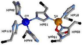 Reactive oxygen species (ROS) are produced in many aerobic cellular metabolic processes.