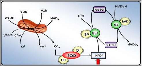 which react with various intracellular targets, including lipids, proteins, and DNA [9].