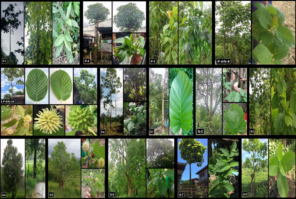 1360 Jr et al. Mitragyna speciosa in collected alleged Kratom samples, this method can still not be used absolutely to authenticate claims of Mitragyna speciosa in the field.