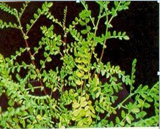 Nitrogen Deficiency النيتروجين.