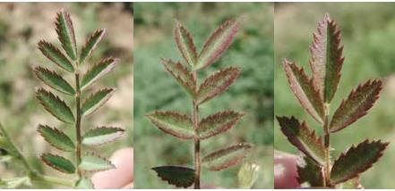Phosphorous Deficiency الفسفور.