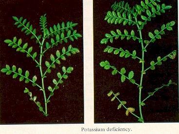 Potassium Deficiency البوتاسيوم.