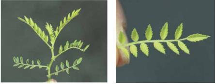 Magnesium Deficiency المغنيسيوم.