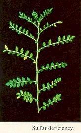 والرملية المزيجية Soil) (Sandy Loam.