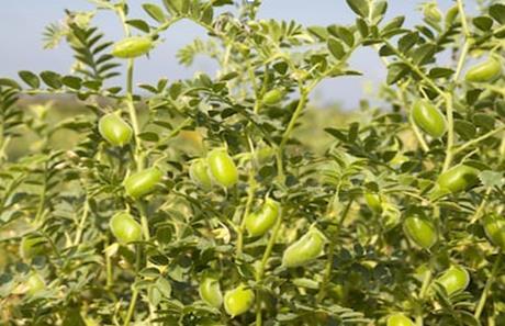 Salinity of the soil NI-4 38 Herbicide Injury NI-5 39 Heat Stress NI-6 46 Water Logging NI-7 47 Hail