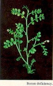 Boron Deficiency (B) البورون.