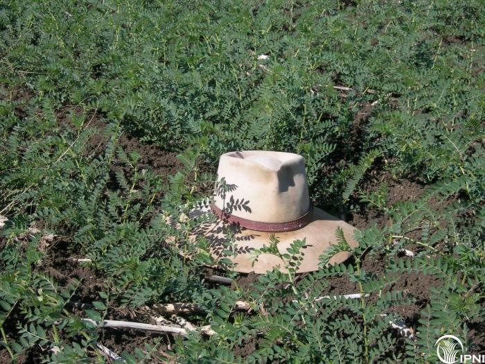 نباتات حمص نامية في تربة مدعومة