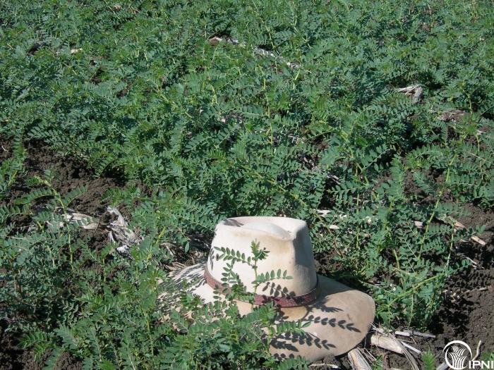 نباتات حمص نامية في تربة مدعومة