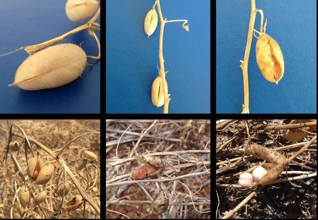Delay Harvesting Problems تأخير الحصاد.
