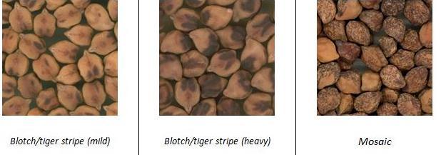Seed Discoloration البذور.