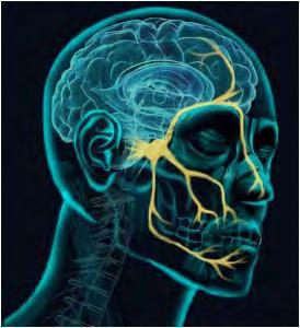 Ninety percent of orofacial pain arises from teeth and adjoining structures.