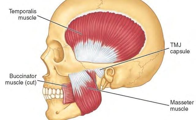 Myofascial Toothache Any deep somatic tissue in the head and neck region has tendency to induce referral pain in the teeth.