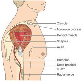 انذم انؼعه :intramuscular أيبك انذم : انؼعهخ انذان خ ف اػه انزساع Deltoid ك ح ي حء 1-5 ؼذ ال ٣ ٣ ي ػ. 3 3-2 رؼ حال زغ )5-2.5 ( ح ولخ خ ػ ٤ ش حأله.