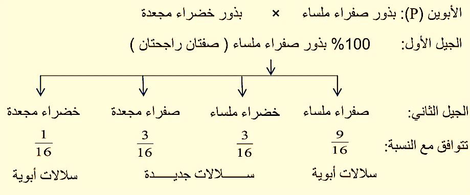 التلقيح المتصالب أ الخلطي فسر مندل ظهر سالالت جديدة في ارتباط