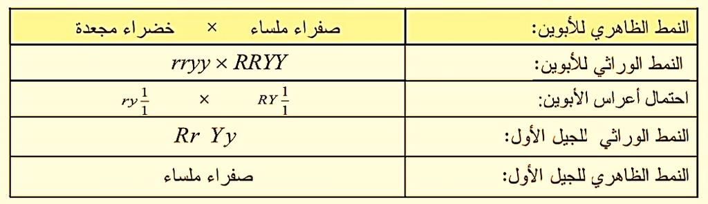 التحليل الراثي لقانن مندل الثاني )r( )y( )R( صفة شكل البذر نرمز في لآلليل المجعد المتنحي.