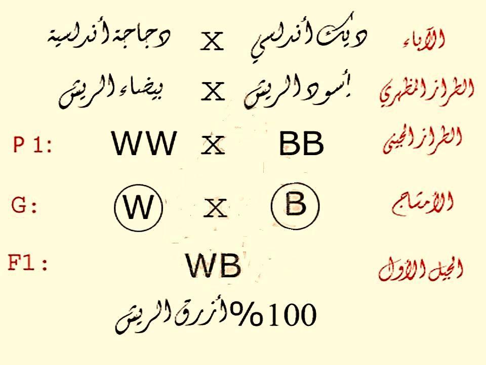 - لن أزهار شب الليل. - لن أزهار حنك السبع.