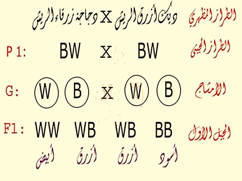 ديك أزرق الريش دجاجة