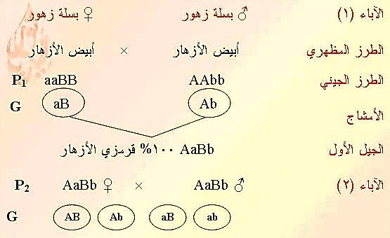 A التفسير ال ارثي : يتحكم في لن األزهار في نبات بسلة الزهر زجين من الجينات للسائد a للمتنحي بفرض الثاني B للسائد b للمتنحي.