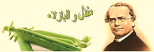 لدنام براجت يف ءلازابلا تابن رايتخا ببس.