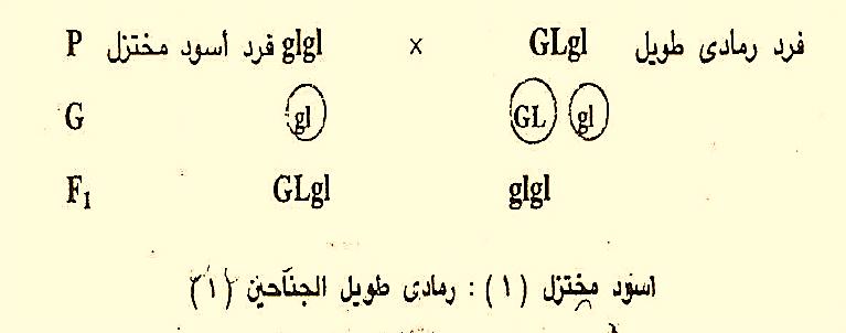طابترلاا نع لاثم ل جزت ركذ يدامر نللا ليط نيحانجلا يقن )GGLL( عم ىثنأ ءادس نللا ةلزتخم نيحانجلا ةيقن )ggll( ثيح دسي نللا يدامرلا ىلع دسلأا ليط ةحنجلأا ىلع -اهلازتخا جتني ليجلا للأا هلك يدامر ليط نيجه