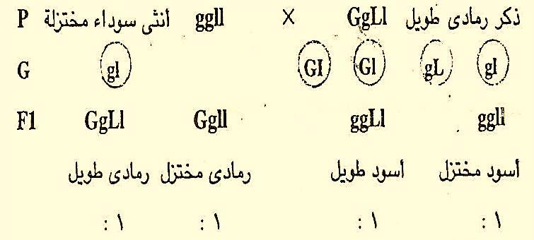 هذه ةبسنلا اهنأك جزل دحا,تافصلا ل تناك ريغ ةطبترم انلصاحل لى ع ةجيتنلا :ةيلاتلا -2 ربعلا Crossing over امم قبس حضتي نأ بسنلا