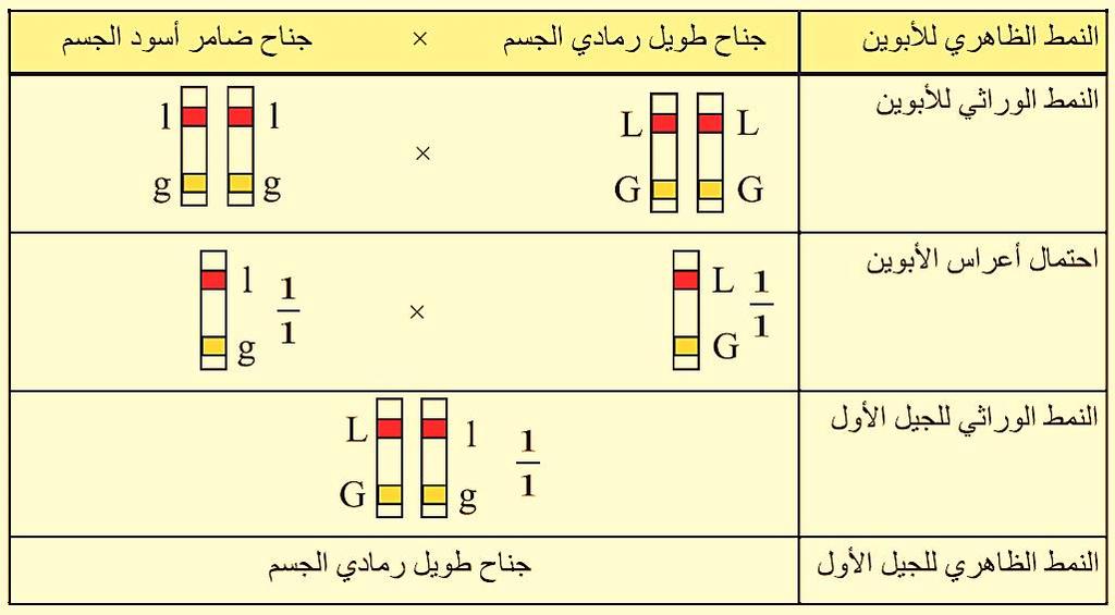 عند تزاج أنثى رمادية طيلة الجناحين مع صفات خليطة على نسبة محددة من النتاج يلي: -2-3 ذكر لكن أسد مختزل الجناحين األغلبية تشبه األبين نقي تظهر ذ كل كما 1- أفراد رمادية