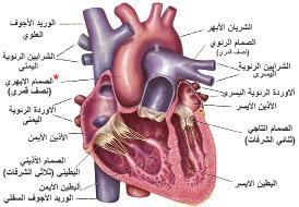 1.2 تركيب جهاز الدوران يتركب جهاز الدوران من القلب وال أوعية الدموية والدم: 1- القلب :Heart عضلة قوية يقع داخل التجويف الصدري يعمل مضخة نشطة تدفع الدم اإلى شبكة من ال