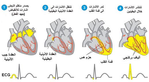 العقدة ال أذينية البطينية Atriventricular Node التي بدورها تنقله اإلى حزم هس