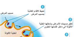 وهنالك نوعان رئيسيان من الخلايا البلعمية هما: خلايا الدم البيضاء ال أكولة Macrophages وخلايا الدم البيضاء المتعادلة.