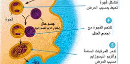 ب- الخلايا القاتلة الطبيعية Natural :Killer Cells-NK تعرف بالخلايا الليمفية المحببة الكبيرة Large Granular Lymphocytes تهاجم الخلايا المصابة