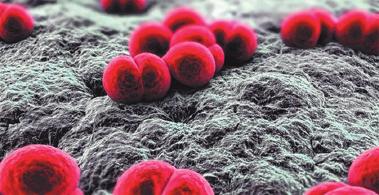 البكتيريا Bacteria الفصل الرابع ٤ البكتيريا كائنات حية دقيقة يتراوح قطرها ما بين - 0.