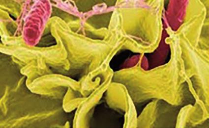 ويمكن تقسيم البكتيريا اإلى عدة شعب اأهمها: 1 شعبة المتقلبات :Proteobacteria وهي اأكبر شعب البكتيريا وتشمل اأنواعا مختلفة من البكتيريا مثل البكتيريا ذاتية التغذية الكيميائية