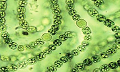 الشكل )3(: بكتيريا السالمونيلا داخل ال أمعاء 2 شعبة البكتيريا الخضراء المزرقة :Cyanobacteria ذاتية التغذية حيث تقوم بعملية البناء الضوئي بهدف اإنتاج مواد كربوهيدراتية و اإطلاق ال