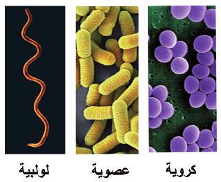 البكتيريا الكروية :Cocci اأنظر الشكل )7( الذي يوضح اأشكال البكتيريا الكروية ماذا األاحظ عند انقسام البكتيريا الكروية بعدة مستويات ف إانها تاأخذ ال أنماط