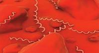 ب- البكتيريا العصوية Bacillus ت ختلف في اأشكالها وحجومها فقد توجد مفردة اأو ثنائية التجمع اأو على شكل سلسلة كما في الجمرة الخبيثة اأو واوية الشكل مثل الكوليرا.
