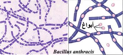 الشكل )12( زوائد البكتيريا باستخدام المجهر إ ال لكتروني البلازميد Plasmid جزيء DNA حلقي منفصل عن الكروموسوم البكتيري يحمل جينات اإضافية غير اأساسية )حوالي 30 جين( تساعد البكتيريا على امتلاك خصائص
