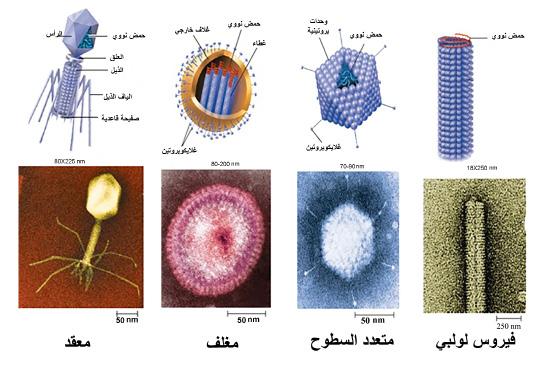 ب- متعدد السطوح عشروني السطوح :Icosahedral تترتب الوحدات البروتينية مكونة سطوحا مثلثة الشكل والتي تحيط بالحمض النووي على صورة شكل هندسي ذي 20 وجها مثل فيروس جدري الماء.