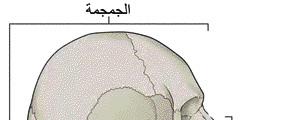 1.1 أاقسام الجهاز الهيكلي Skeletal System s Parts اأتاأمل الشكل )1( جيدا واأجيب عن ال أسئلة ال آتية: اأ- ما عدد عظام إ ال نسان البالغ ب- ما اأقسام الجهاز الهيكلي ج- من خلال تفحصي مجسما للهيكل