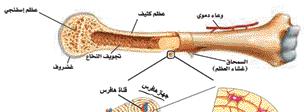 -2 المكونات الخلوية Cellular Components تشمل الخلايا العظمية الحية التي تشكل %2 من كتلة العظم ويوجد نوعان من ال أنسجة العظمية هما: أا- العظم الكثيف :Compact Bone تتكون الطبقات الخارجية لجميع العظام