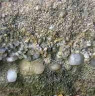 معالم الصخور الرسوبية Features of Sedimentary Rocks تنفرد الصخور الرسوبية بمعالم ع د ة ت مي ز ها عن غير ها من ها.