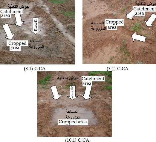 الشكل )5(: المستجمع ت الم ئية الص ير المطبقة في حقول المعهد التقني. Figure (5): The micro catchment of water harvesting in Technical Institute. النتائج والوناقشت 1.