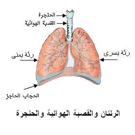 ودور كل منها يتكو ن جهاز النطق عند اإلنسان من األعضاء التالية: الرئتان- القصبة الهوائية- الحنجرة- الوتران الصوتيان- الحلق- تجويف الفم وبه: ]اللسان, واللهاة, والحنك األعلى, واألسنان, واللثة, والشفتان[