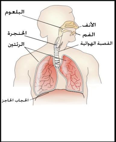 )جهاز النطق عند اإلنسان( وفيما يلي وصف لكل عضو من هذه األعضاء: الرئتان: الرئتان عضوان أساسيان في النطق, وبدونهما ال يكون هناك تنفس, وبغير تنفس ال يكون هناك صوت وال كالم, بل ال تكون الحياة نفسها.