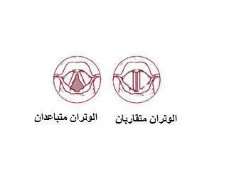 الحنجرة: وهي حجرة متسعة نوعا ما, مكو نة من غضاريف تقع في نهاية القصبة الهوائية, وهي الجزء األمامي من العنق, عريضة من أعالها, ويقع فوقها تركيب أشبه باللسان يسمى لسان المزمار أو الغلصمة.