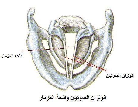 والحنجرة أداة أساسية في إنتاج األصوات ألنها تشتمل على الوترين )الحبلين( الصوتيين الذي ن يلعبان دورا أساسيا في إنتاج األصوات المجهورة كما سيتم بيانه في الفقرة التالية.
